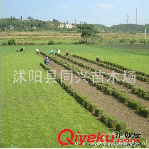 草坪種子進口四季青草坪種子 優質草坪種子 保證出芽率原始圖片2