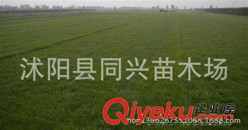 進口草坪種子 狗牙根種子 薩旺那 質地好 葉色濃綠 綠期長原始圖片3