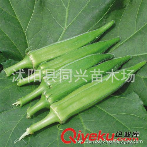 進口草坪種子 狗牙根種子 薩旺那 質地好 葉色濃綠 綠期長