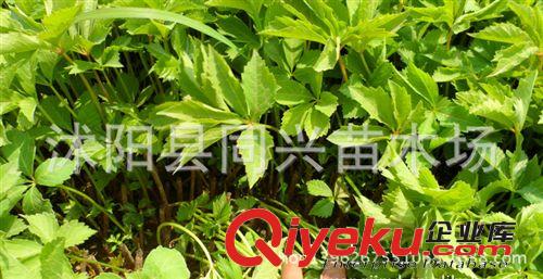 綠植盆栽 別墅外墻綠裝苗木 爬山虎苗 五葉地錦苗 公司綠化苗特惠原始圖片2