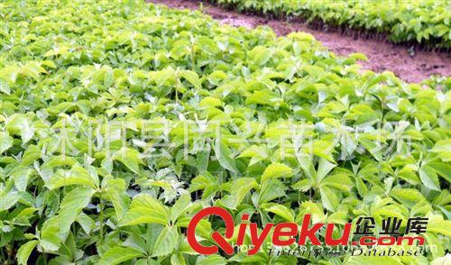 綠植盆栽 別墅外墻綠裝苗木 爬山虎苗 五葉地錦苗 公司綠化苗特惠原始圖片3