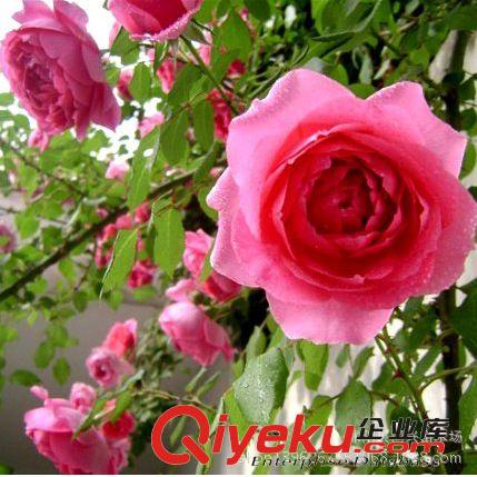 摔不破的薄塑料花盆雙色盆 質量超好 雙色花盆各種型號tj批發