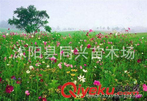 綠化種子野花種子-野花組合-野花組合品種一斤可種35平方原始圖片3