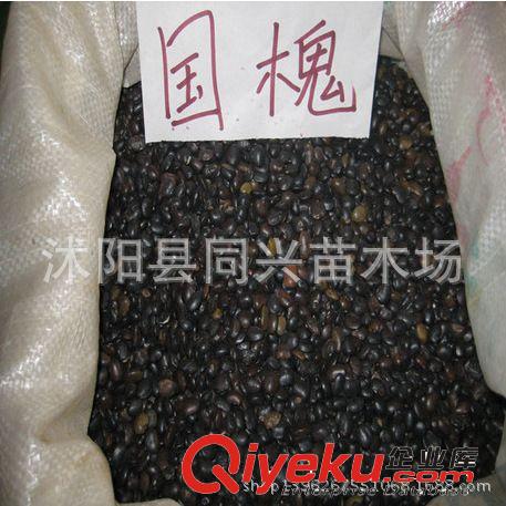 直銷優質 新采國槐種子 國槐籽 國槐新種子