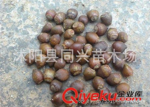 銷售優質紅豆杉種子 曼地亞紅豆杉種子 南方紅豆杉種子品質保證原始圖片2