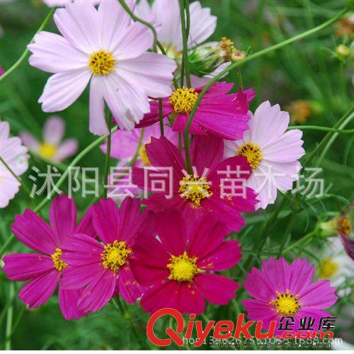 供應花卉種子 混色波斯菊種子  庭院種植 陽臺花卉 好種易活