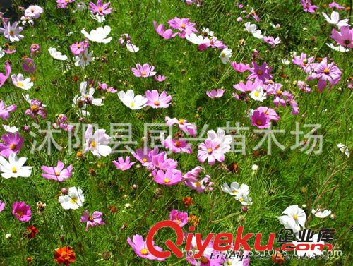 供應花卉種子 混色波斯菊種子  庭院種植 陽臺花卉 好種易活原始圖片2