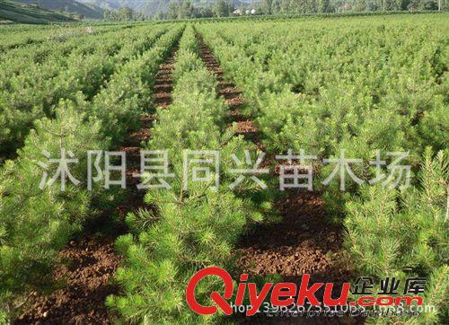 出售新采白皮松種子 白骨松 三針?biāo)?白果松種子原始圖片3