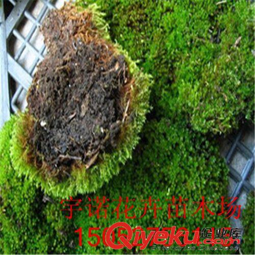 鮮活苔蘚微景觀植物盆栽 水苔蘚 青苔 盆景裝飾造景 保濕吸水