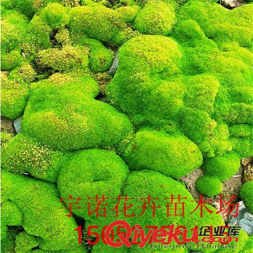 鮮活苔蘚微景觀植物盆栽 水苔蘚 青苔 盆景裝飾造景 保濕吸水原始圖片2