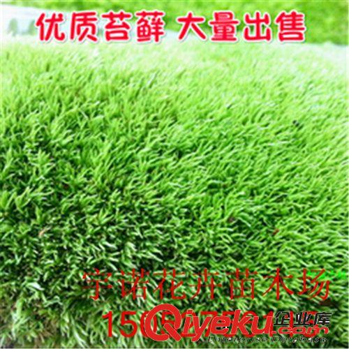 鮮活苔蘚微景觀植物盆栽 水苔蘚 青苔 盆景裝飾造景 保濕吸水原始圖片3