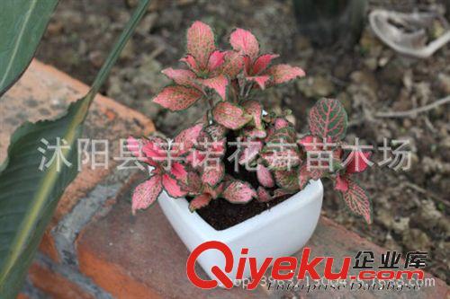 全國盆栽批發 觀 葉綠植小森林 辦公室盆栽火焰網紋草 精品gd原始圖片2
