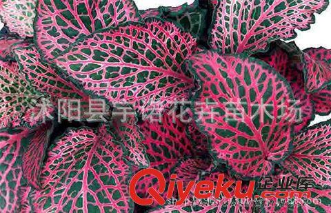 全國盆栽批發 觀 葉綠植小森林 辦公室盆栽火焰網紋草 精品gd原始圖片3