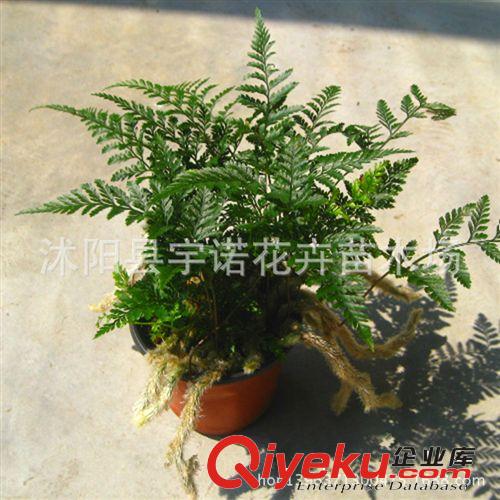 精品盆栽花卉 綠色植物 蕨類 微景觀 狼尾蕨