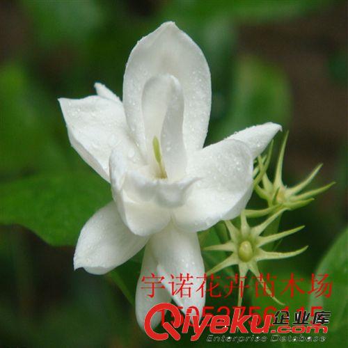 熱銷低價 愛情海迷你小房子 微景觀配件蘑菇小房屋擺件背景道具