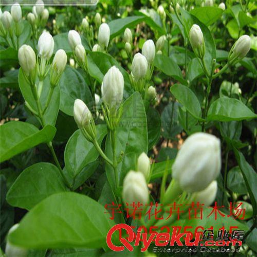 基地熱銷 庭院室內花卉 白茉莉 淡淡的香氣飄3里低價皮發原始圖片2