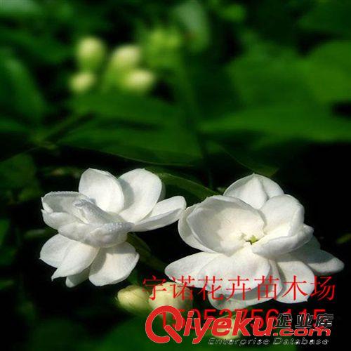 基地熱銷 庭院室內花卉 白茉莉 淡淡的香氣飄3里低價皮發原始圖片3
