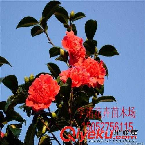 低價供應優質茶花 茶花小苗 基地茶花{zd1}價規格齊全原始圖片3