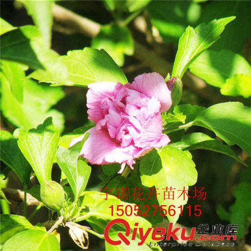 基地tg tr優質 庭院花卉苗木 櫻花 盆栽 行道樹