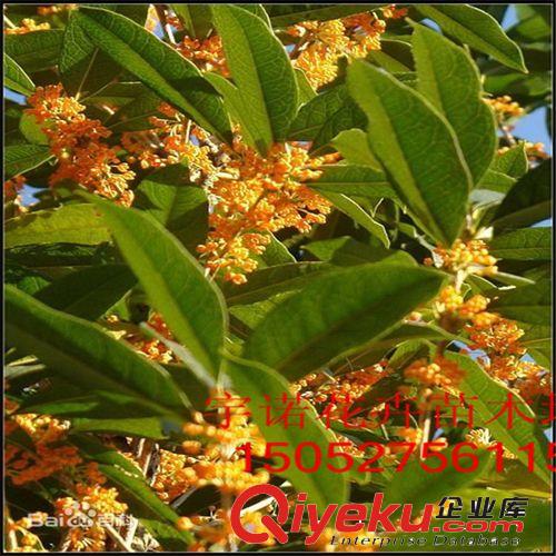 優質金桂大量供應桂花 大型基地 低價直銷 香味十足原始圖片2
