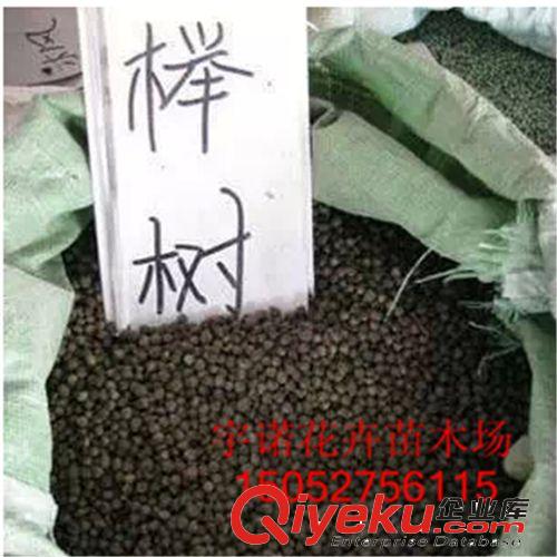 【沭陽宇諾花卉】tj促銷林木花卉種子 櫸樹種子批發(fā) 發(fā)芽率高原始圖片2