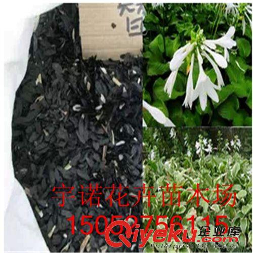 【宇諾花卉苗木】玉簪花種子 四季播 盆栽陽臺易種 30粒散裝原始圖片2