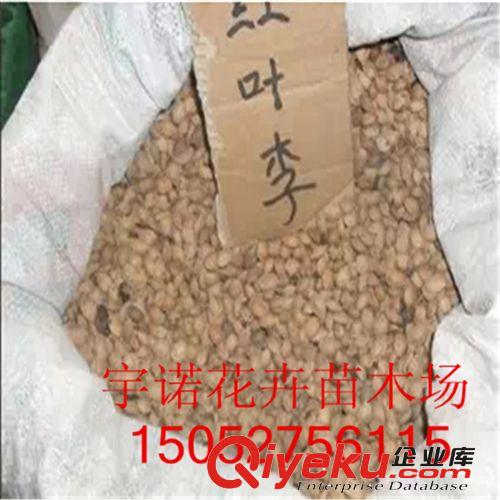 【宇諾花卉苗木】tg 當年新采收的紅葉李種子 紫葉李種子原始圖片2