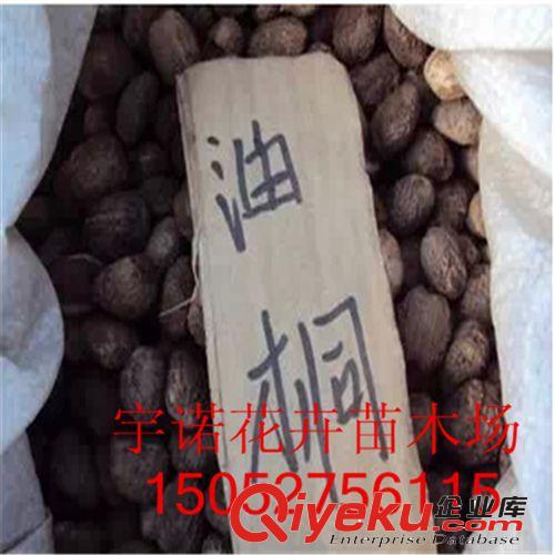 【沭陽宇諾花卉】散裝混色壽萬菊種子 易播 發(fā)芽率高 花期長