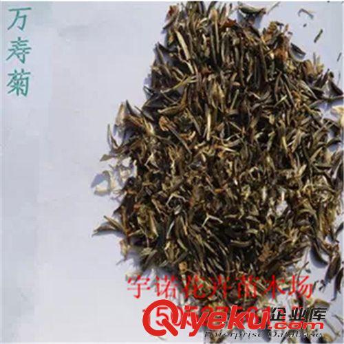 【沭陽宇諾花卉】散裝混色壽萬菊種子 易播 發(fā)芽率高 花期長原始圖片2