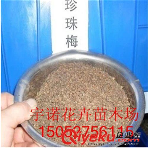 【沭陽花卉苗木】 tg 優(yōu)質(zhì)tr 珍珠梅種子75元1斤，新種子原始圖片3
