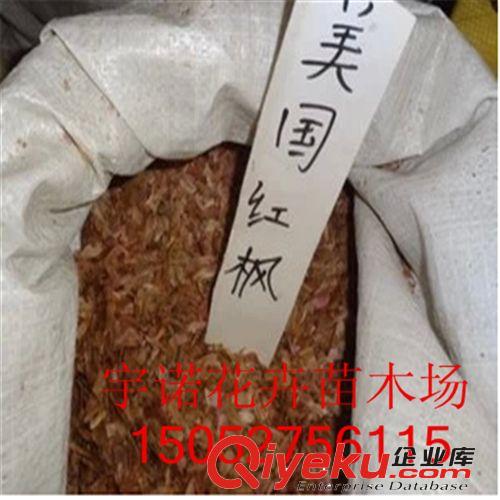 【沭陽(yáng)花卉苗木】 出售花卉種子 金錢(qián)樹(shù)種子 新種子 林木種子