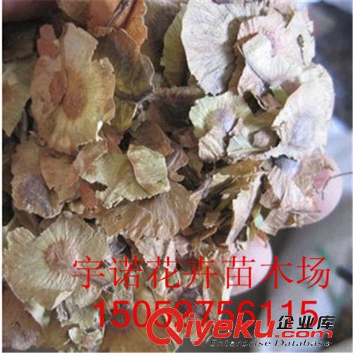 【沭陽(yáng)花卉苗木】 出售花卉種子 金錢(qián)樹(shù)種子 新種子 林木種子原始圖片3