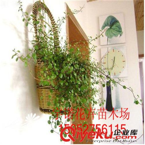 直銷睡蓮根快 觀賞花卉 水生植物 碗蓮根塊 顏色品種齊全