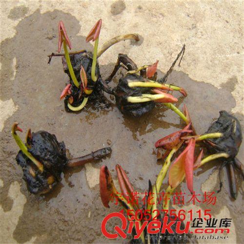 辦公室植物防輻射*進化空氣多肉植物*水培植物滴水觀音/千手觀音