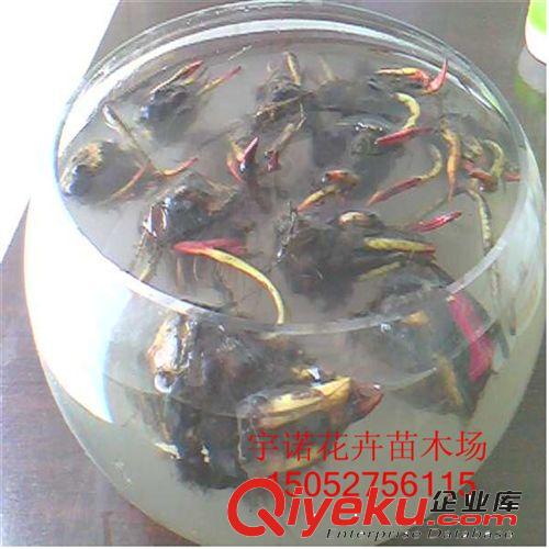 直銷睡蓮根快 觀賞花卉 水生植物 碗蓮根塊 顏色品種齊全原始圖片3