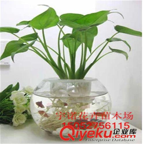 批發(fā)虎尾蘭 金邊虎皮蘭 吸收甲醛 觀葉植物 室內(nèi)盆栽花卉