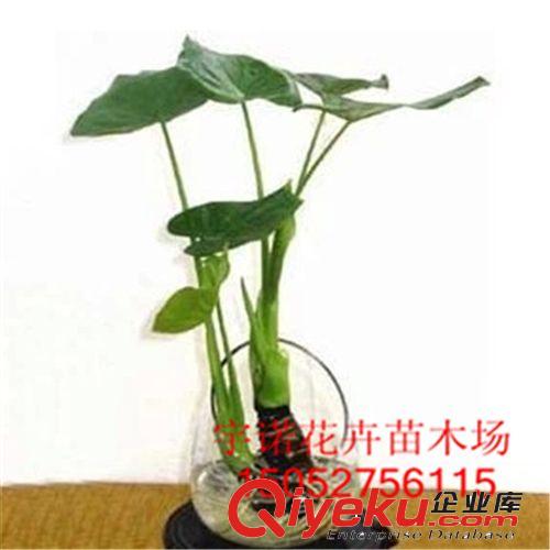 辦公室植物防輻射*進化空氣多肉植物*水培植物滴水觀音/千手觀音原始圖片2