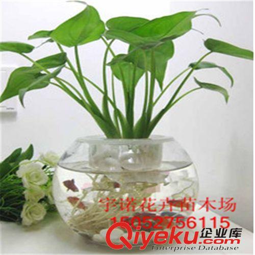 辦公室植物防輻射*進化空氣多肉植物*水培植物滴水觀音/千手觀音原始圖片3
