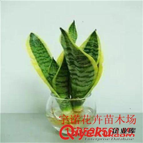 批發(fā)小盆栽豆瓣綠又名碧玉椒草的生長適應性強青葉碧玉