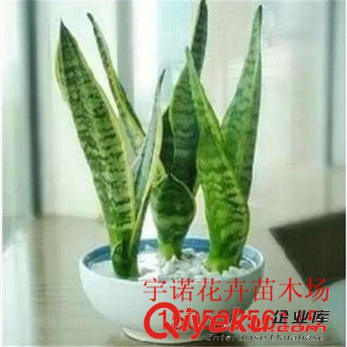 批發(fā)虎尾蘭 金邊虎皮蘭 吸收甲醛 觀葉植物 室內(nèi)盆栽花卉原始圖片2