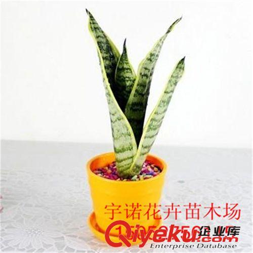 批發(fā)虎尾蘭 金邊虎皮蘭 吸收甲醛 觀葉植物 室內(nèi)盆栽花卉原始圖片3