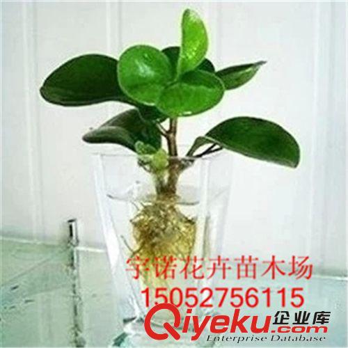批發(fā)小盆栽豆瓣綠又名碧玉椒草的生長適應性強青葉碧玉原始圖片2