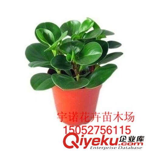 批發(fā)小盆栽豆瓣綠又名碧玉椒草的生長適應性強青葉碧玉原始圖片3