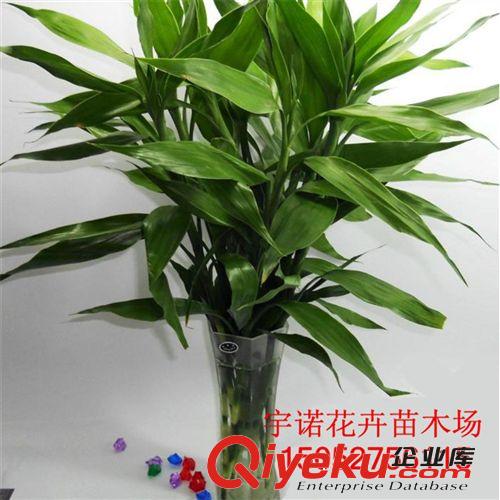 批發(fā)盆景節(jié)節(jié)高開(kāi)運(yùn)竹盆栽 凈化空氣水培塔竹（小十三層）富貴竹原始圖片2