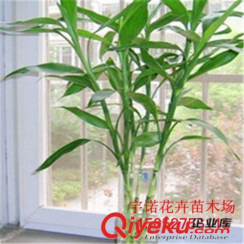 批發(fā)盆景節(jié)節(jié)高開(kāi)運(yùn)竹盆栽 凈化空氣水培塔竹（小十三層）富貴竹原始圖片3