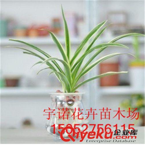 tj 富貴竹 水培竹 開運竹 轉(zhuǎn)運竹 水養(yǎng)植物 花卉盆景 室內(nèi)盆栽