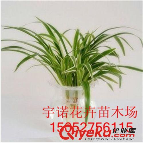 綠蘿吊蘭批發(fā) 水培綠蘿吊蘭 擁有自動控水系統(tǒng) 新款專利產(chǎn)品熱賣原始圖片2