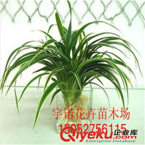 綠蘿吊蘭批發(fā) 水培綠蘿吊蘭 擁有自動控水系統(tǒng) 新款專利產(chǎn)品熱賣原始圖片3