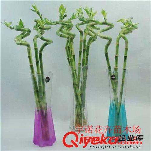 tj 富貴竹 水培竹 開運竹 轉(zhuǎn)運竹 水養(yǎng)植物 花卉盆景 室內(nèi)盆栽原始圖片2
