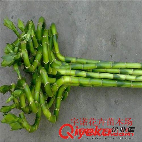 tj 富貴竹 水培竹 開運竹 轉(zhuǎn)運竹 水養(yǎng)植物 花卉盆景 室內(nèi)盆栽原始圖片3